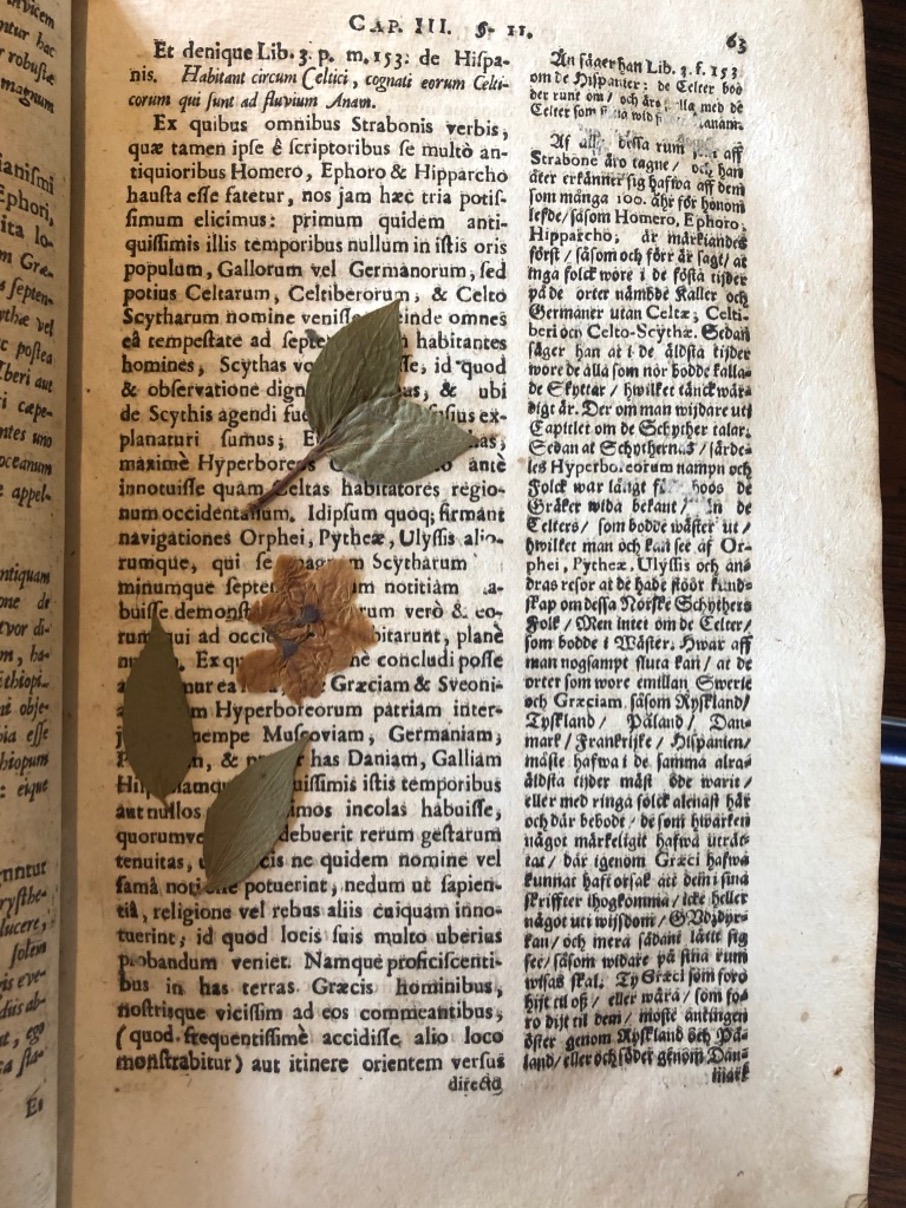 Open page in an ancient book with pressed plants