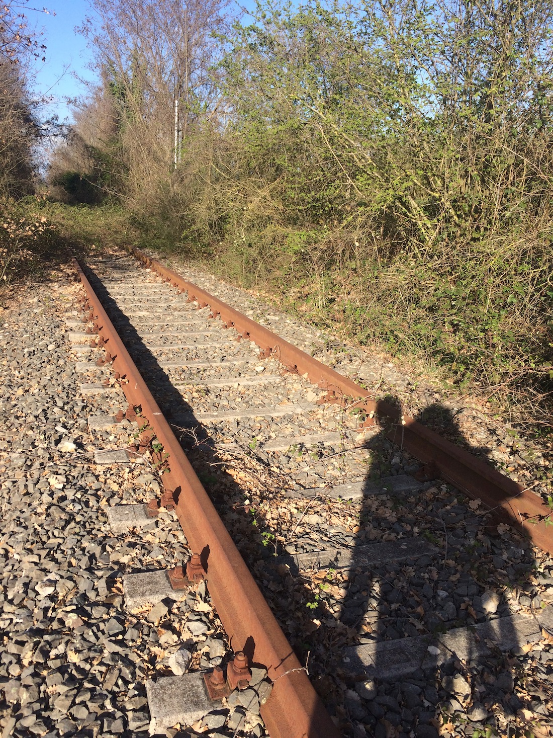 Railway disappearing in brambles