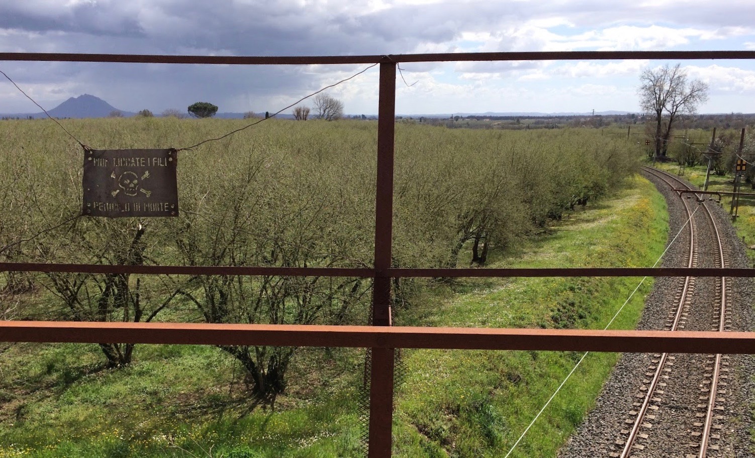View from a viaduct over a hazelnut plantation